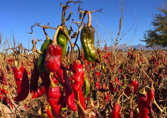 Chile pepper in New Mexico