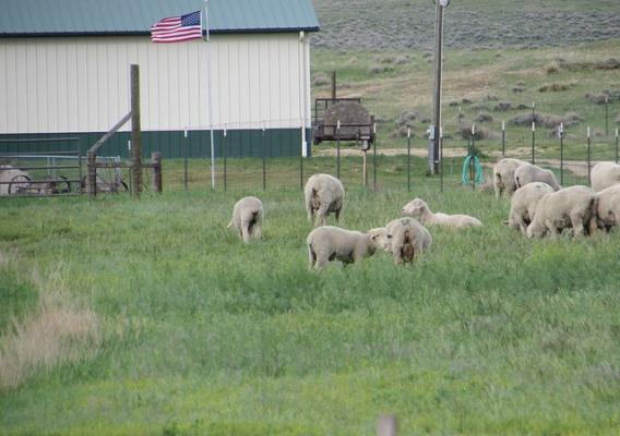 Sheep grazing near a ranch in Converse County, Wyoming
