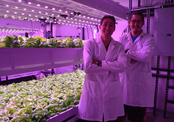 University of Arizona students working in the University of Arizona’s Controlled Environment Agriculture Center vertical farming facility