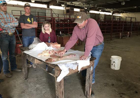 University of Wyoming Extension Livestock Specialist Scott Lake, right, discusses artificial insemination with Pathways to Higher Education students