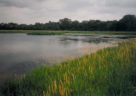 A wetland
