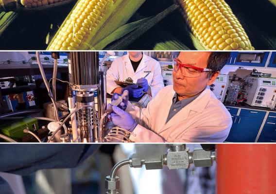 A collage of corn, scientists and a man holding a jar of ethanol