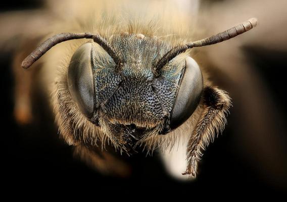 A close-up of a bee