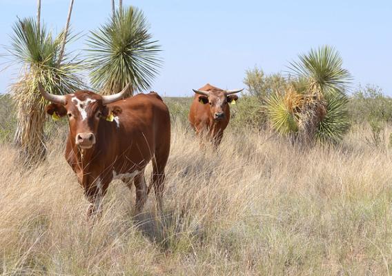 Criollo cattle at the ARS Jornada Experimental Range