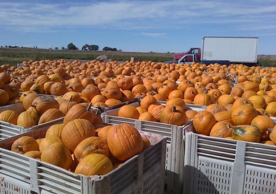 A field of pumpkins