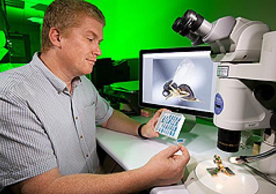 Entomologist Michael Gates examines specimens of the beneficial wasp Eurytoma erythrinae.