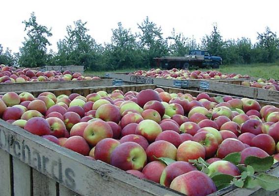 Apples like these are produced in Wisconsin orchards
