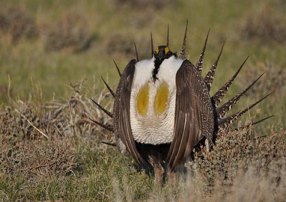 A male greater sage grouse struts at a lek, near Bridgeport, CA to attract a mate. Photo by Jeannie Stafford, U.S. Fish and Wildlife Service.