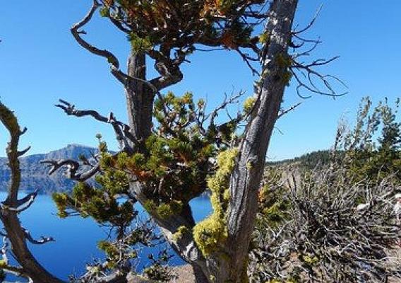 Whitebark pine at Crater Lake National Park
