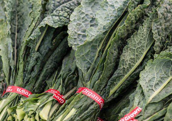 Organic "dinosaur" kale grown at Ground Stew Farms in San Martin, Monterey County, CA