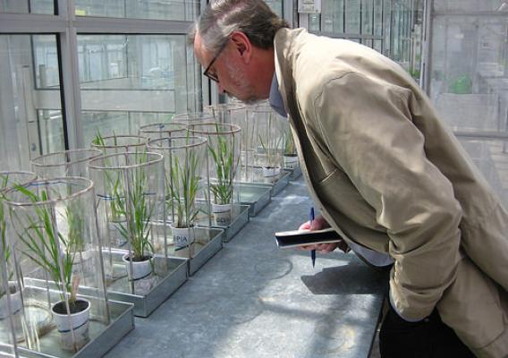 David Marshall, research leader of the USDA-ARS Plant Science Research Unit, examining rust infections in a greenhouse in Muree, Pakistan
