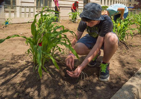 Rory Hagerty, a seventh grade student from Alice Deal Middle School, planting beans in USDA’s Three Sisters Garden