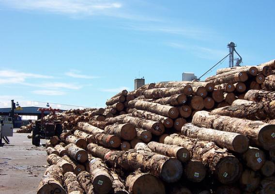 New Zealand has one of the most well-developed forest biosecurity programs in the world. The logs pictured here at the Port of Tauranga were fumigated prior to export to minimize the chance of accidentally spreading forest pests. (U.S. Forest Service/Frank Koch)