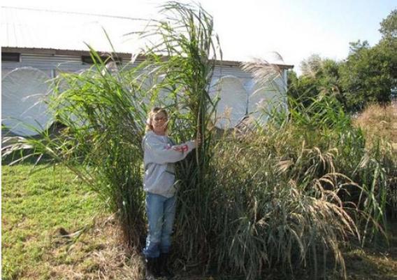 This photo shows giant miscanthus (measuring seven feet tall). Photo courtesy of NRCS