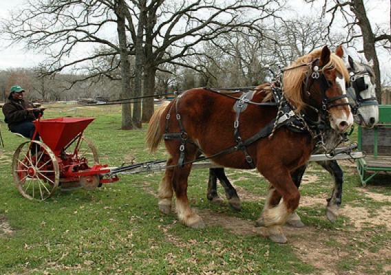 Todnechia Mitchell, NRCS district conservationist in Milam County, works the reins to control the only horsepower used to plow and cultivate fields on Sand Creek Farm in Cameron, Texas. Ben Godfrey, farm owner and organic producer, walks behind Mitchell, guiding the draft horses that are pulling a potato planter.