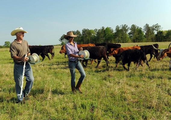 Paxton Pegues and his sixteen-year old daughter, Rachel, lay out temporary fencing to facilitate their rotational grazing plan. This plan allows vegetation in previously grazed pastures to regenerate, encourages an even distribution of grazing throughout the field and allows rest periods in between rotations to  improve the health of the grass. 