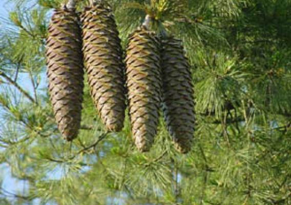 Cones and needles of a Sugar pine (photo Richard Sniezko, US Forest Service) 