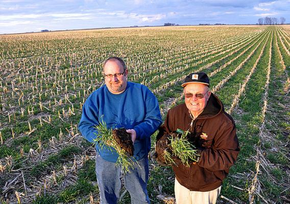 Todd and Arliss Nielsen inspect their ryegrass cover crop in Wright County, Iowa. USDA photo.