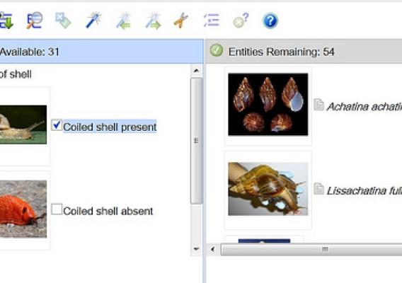 Screen shot of a Lucid key for identifying land snails and slugs.