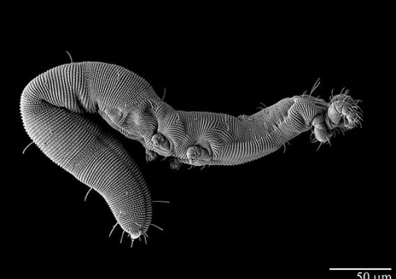 Under the microscope: a worm-like mite species Osperalycus tenerphagus