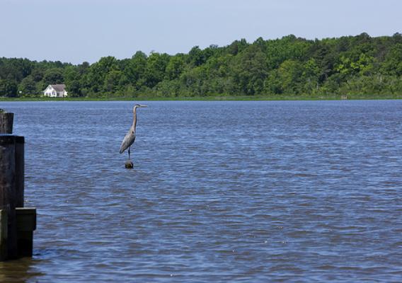 A blue heron on the Choptank River in Maryland, one of the benchmark watersheds that USDA researchers are evaluating as part of the Conservation Effects Assessment Project. 