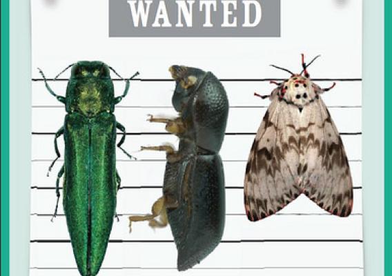 The Insects Invade magazine developed by the U.S. Forest Service in collaboration with Scholastic Inc. was distributed to 25,000 teachers nationwide this year.  (U.S. Forest Service)