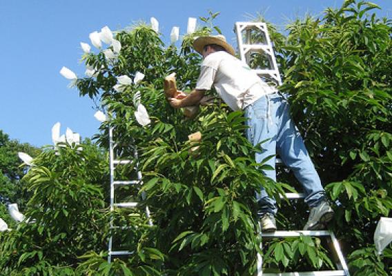 Clint Neel of Tennessee helps with pollinations at The American Chestnut Foundation’s orchards in Meadowview, Virginia. Photo by TACF.
