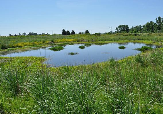 Swales, like this one, were created throughout the wetland to hold water after a rain event, which in turn helps aid in flood storage, enhances plant diversity and provides habitat for wildlife. NRCS photo.