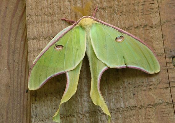 The luna month (Actiasl luna) have pale green wings with long curving tails and a wing span of roughly 3 to 4 inches. They are strong fliers with an attraction to light and can been seen, depending on the area of the country, between May and September. (National Park Service)