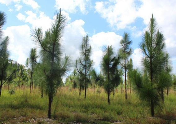 A private landowner in Hancock County, Miss. is restoring a longleaf pine forest on his land.