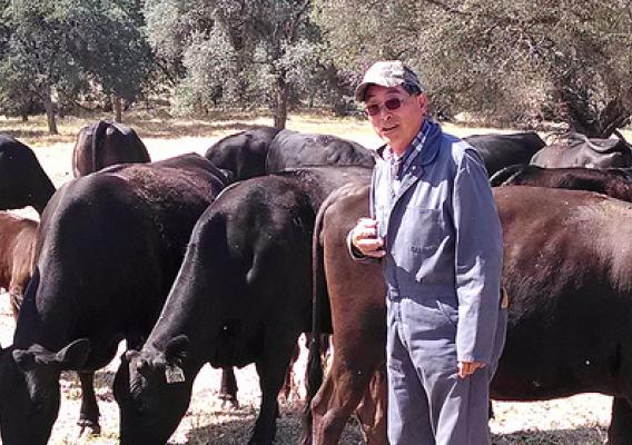 Not even a three year drought weakens Glenn Nakagawa’s resolve or determination to maintain his herd and protect the unique genetics of his American Wagyu cattle.