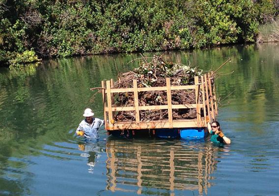 (L-R) Flint Hughes, research ecologist at the Institute of Pacific Islands Forestry, and Rebecca Most from The Nature Conservancy transport debris across the anchialine pool to a staging area where it will be chipped into mulch. (U.S. Forest Service)