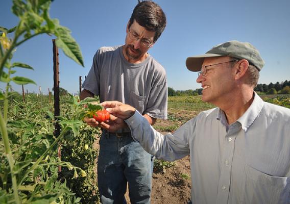 Chris Roehm (left), an organic farmer from Square Peg Farms in Oregon, examining tomatoes with USDA resource conservationist Dean Moberg.