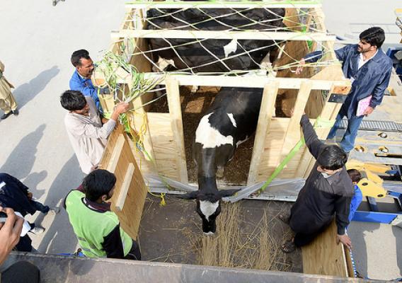 U.S. dairy cattle being shipped to Pakistan
