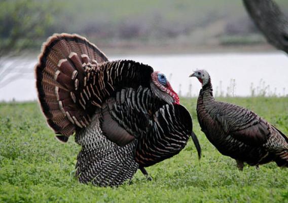 Turkeys in Texas engaging in courting