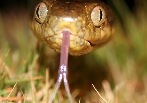 Brown tree snake in grass