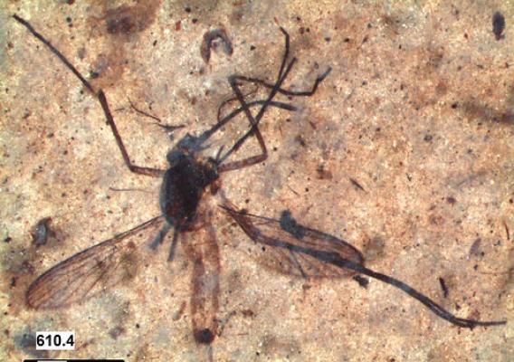 Kishenehn fossil mosquito