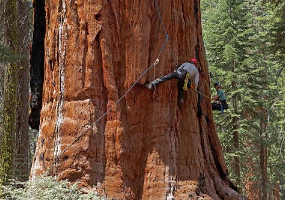 U.C. Berkeley biologists Cameron Williams and Rikke Naesborg measuring the trunk diameter of a giant sequoia