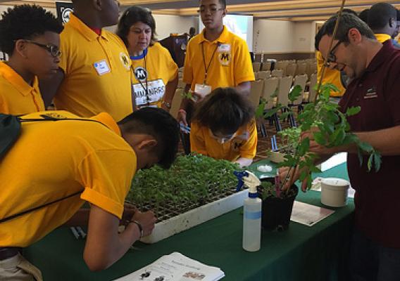 A USDA scientist teaching MANRRS students about tomato grafting
