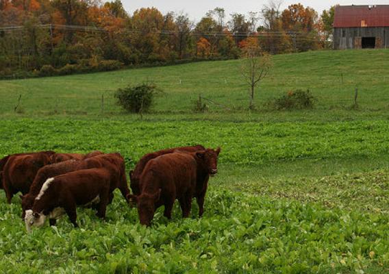 Cows grazing on a farm in Upper Marlboro, MD