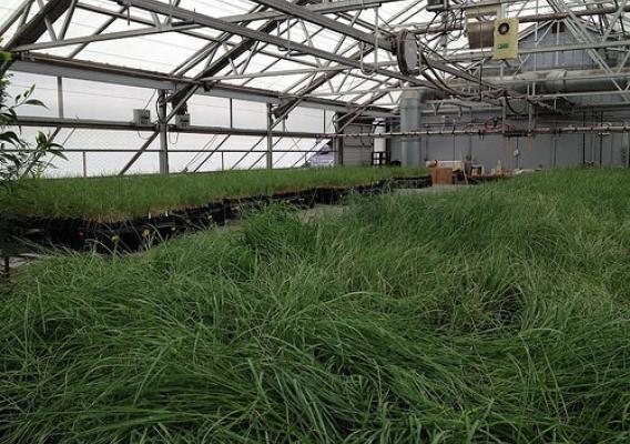 Forest Service scientists using a greenhouse in Washington State to grow bluebunch wheatgrass