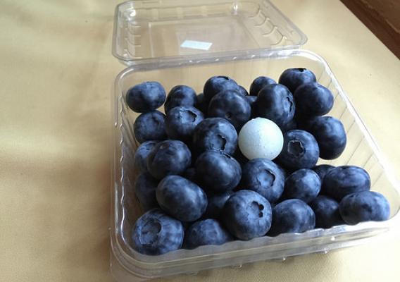 Berry impact recording device (BIRD) with blueberries