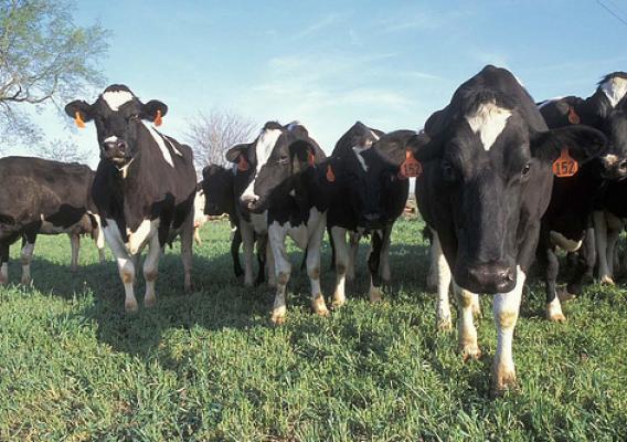 America’s dairy cows, putting milk, cheese, butter and yogurt on the table. (Photo courtesy of NRCS) 