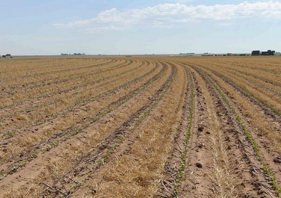 Cotton is planted into wheat stubble on Kitten  Farms in Lubbock, Texas. This is one of many farming operations in the arid Texas High Plains region that utilizes minimum tillage methods to help conserve soil moisture and reduce water use through irrigation systems.