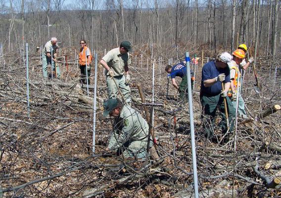 Bedford, Ind., May 5, 2011 -- A group of Hoosier National Forest employees plant chestnut trees in a timber sale area of the Hoosier to return the American chestnut to its native range.Bedford, Ind., May 5, 2011 -- A group of Hoosier National Forest employees plant chestnut trees in a timber sale area of the Hoosier to return the American chestnut to its native range.