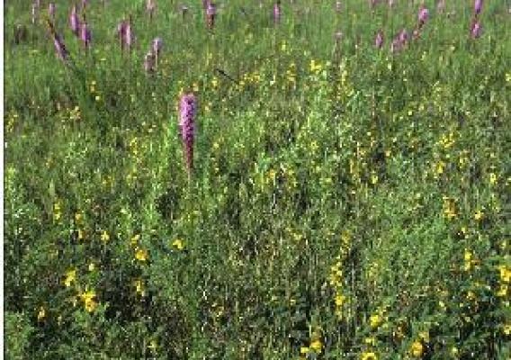 A native prairie in a CRP field in Madison County, Iowa. Photo courtesy of NRCS.