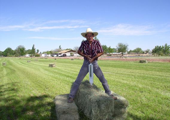Lawrence Sanchez weighs a bale of hay to determine his yield per acre. 