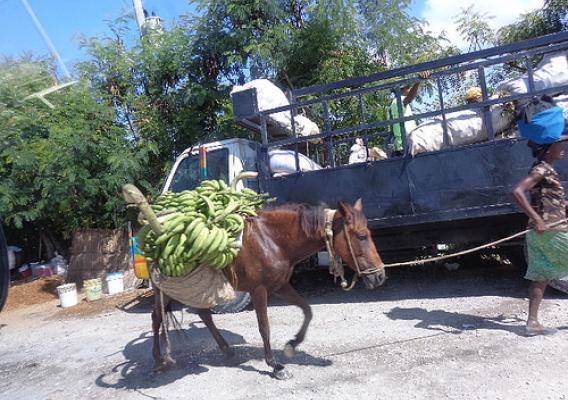 Haitian farmer taking produce to the market. USDA’s National Agricultural Statistics Service helped Haiti produce that country’s first-ever Statistical Agricultural Production Report, to be released tomorrow.