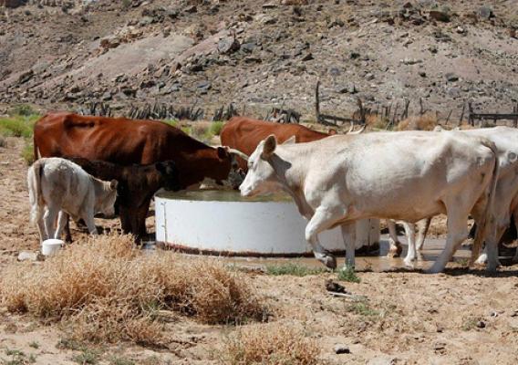 Cattle drink clean water from a new well on the Navajo Nation, dug with the help of NRCS.