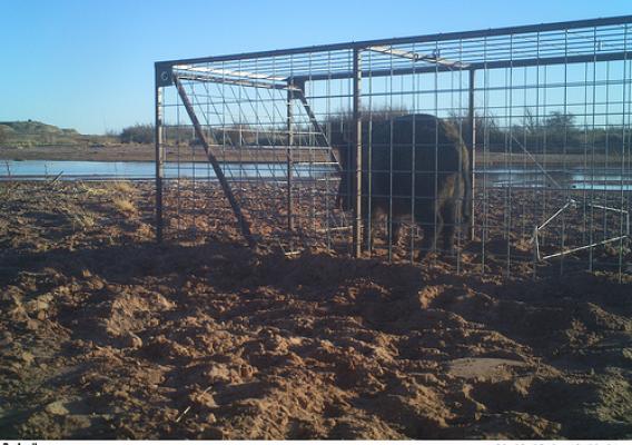 A feral hog in a box trap alongside the Pecos River in DeBaca County, New Mexico
